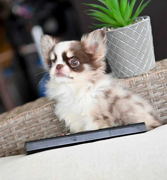 Женско дългокосместо миниатюрно чихуахуа шоколадово мерле