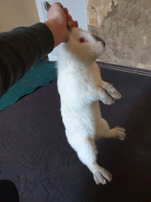 Kaliforniya zotli quyon