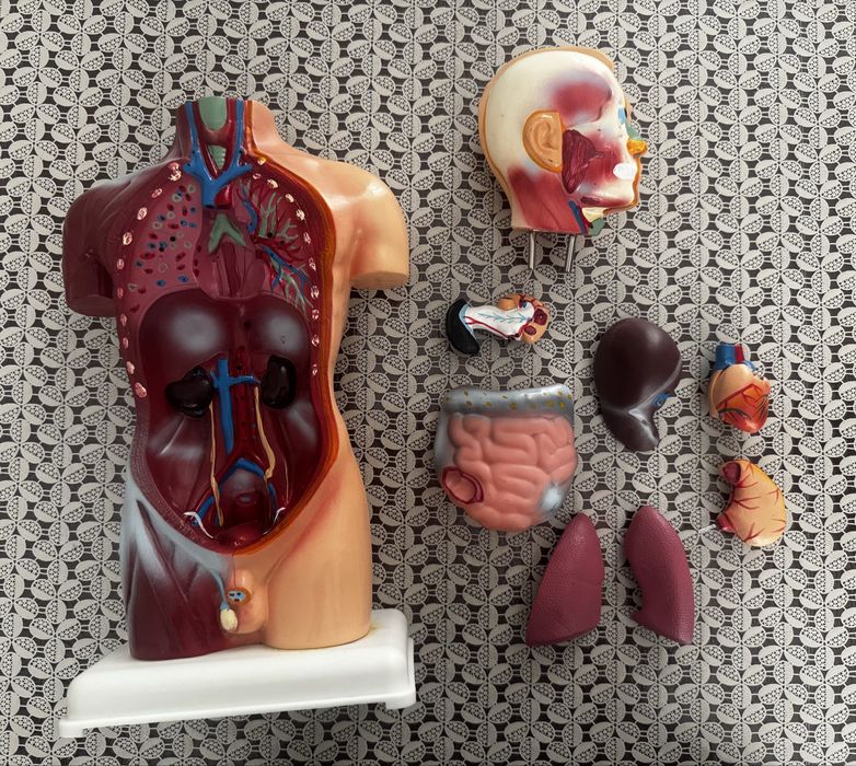 Медицинский маникен