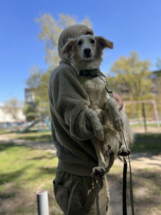 Щенки и собаки в хорошие руки