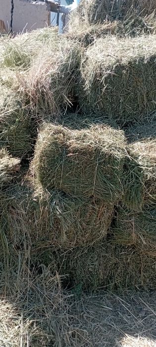 Продам сено люцерна