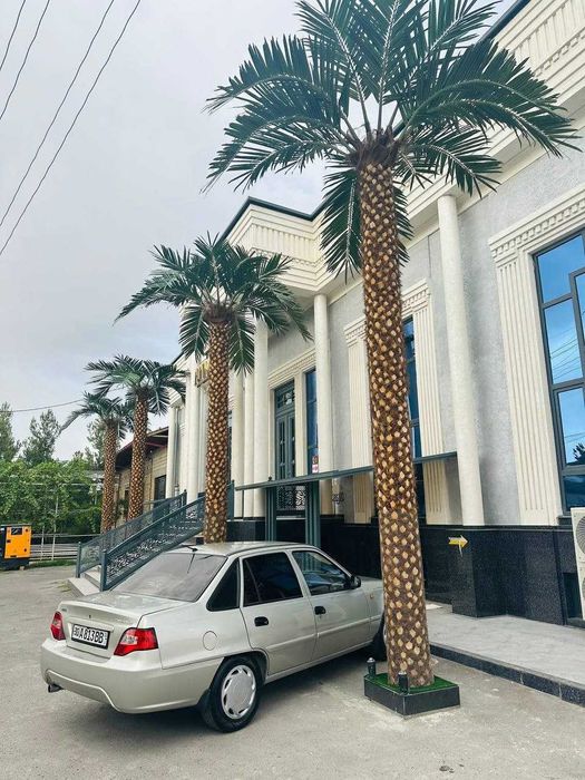 Eco Palma Restoran, mehmonxona va savdo markazlari uchun palmalar