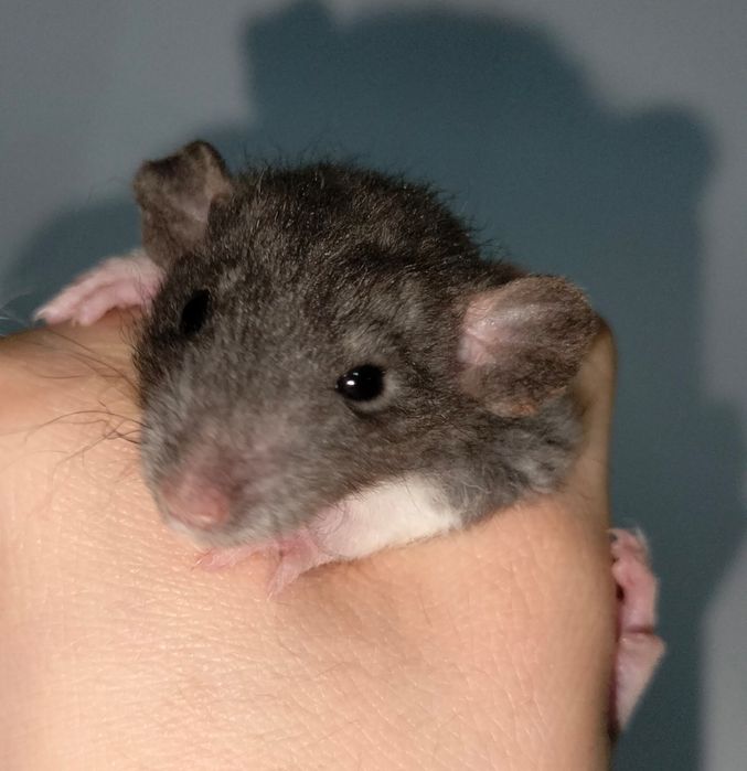 Декоративные ручные крысы