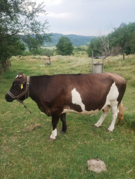 Vaca de vânzare.