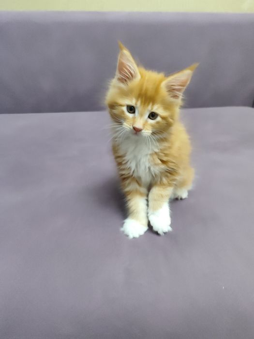 Котята мейнкун продаются