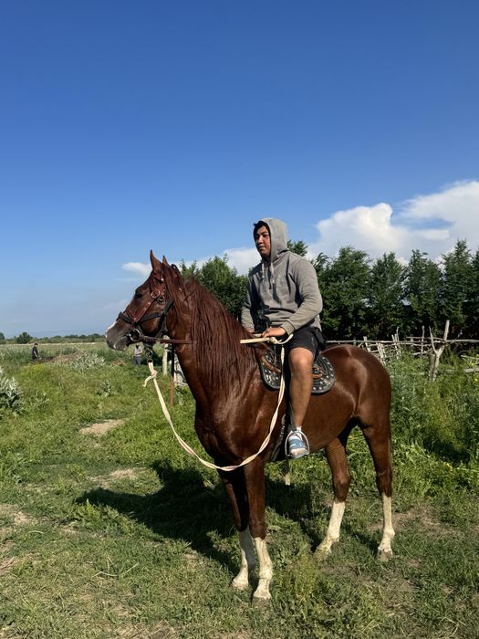 Айғыр,жеребец,лошадь