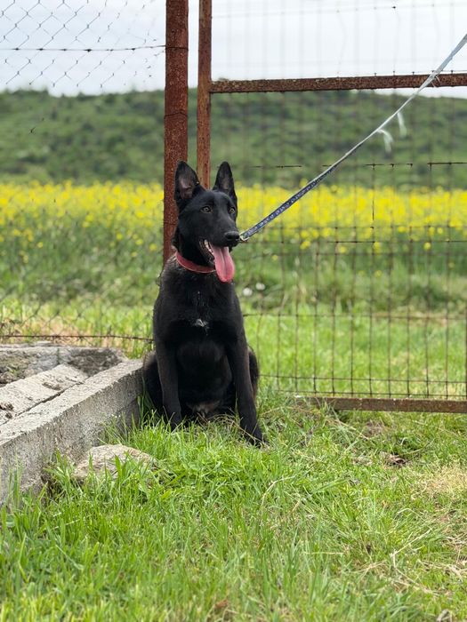 Mascul Ciobanesc Belgian Malinois