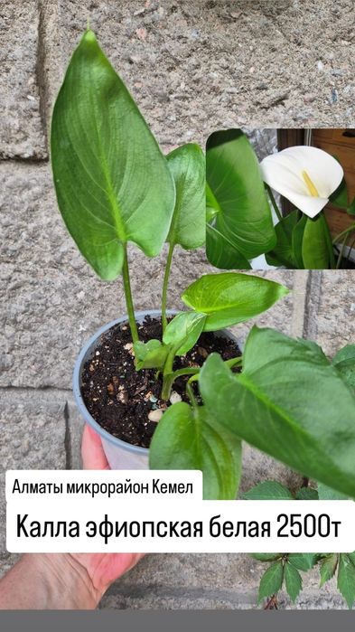 Комнатные растения