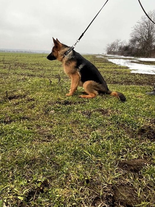 Немски овчарки.