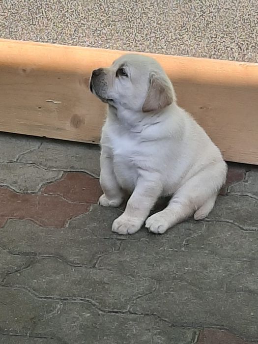 Pui labrador retriver