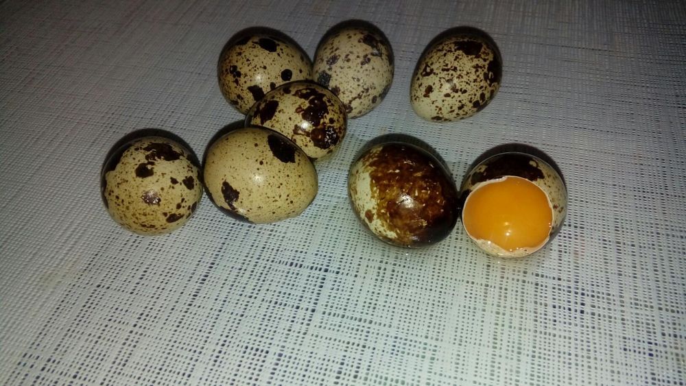 Ouă de prepelită proaspete pt consum, tratament