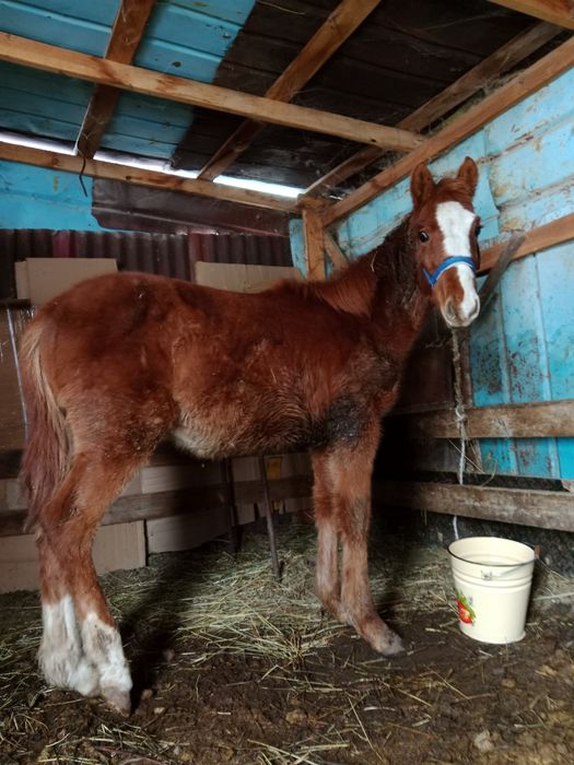 Срочно продам срочно