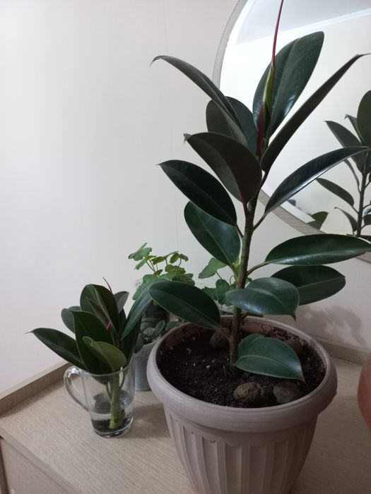 Герань,  толстянка