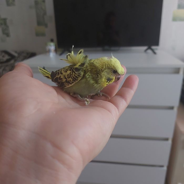 Хагоромо ангел мальчик