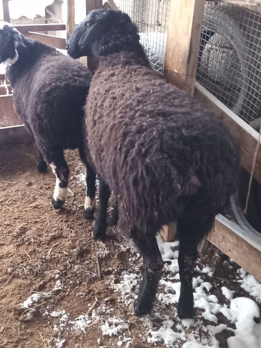 Қойлар сатылады семіз.