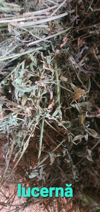 Baloti rotunzi de lucernă cu dimensiune 120/120