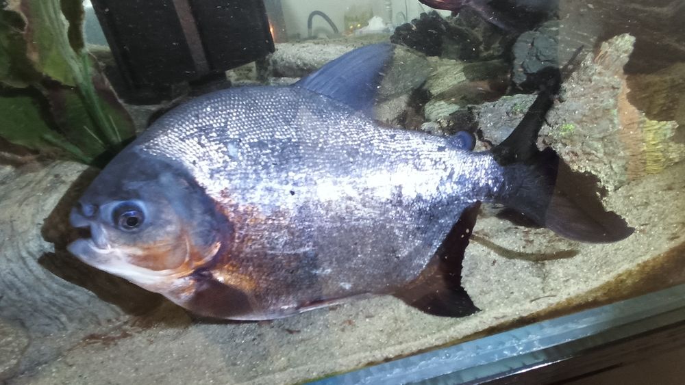 Peste de acvariu Pacu