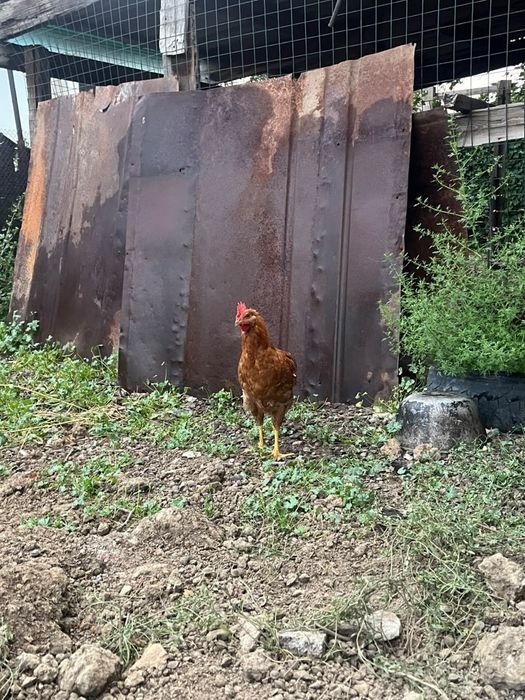 Домашние курицы несушки