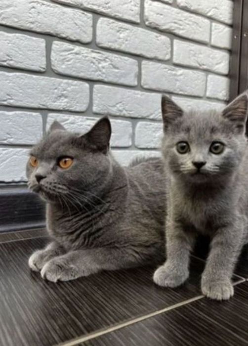 Британские котята 1.5 мес мпльчики и девочки