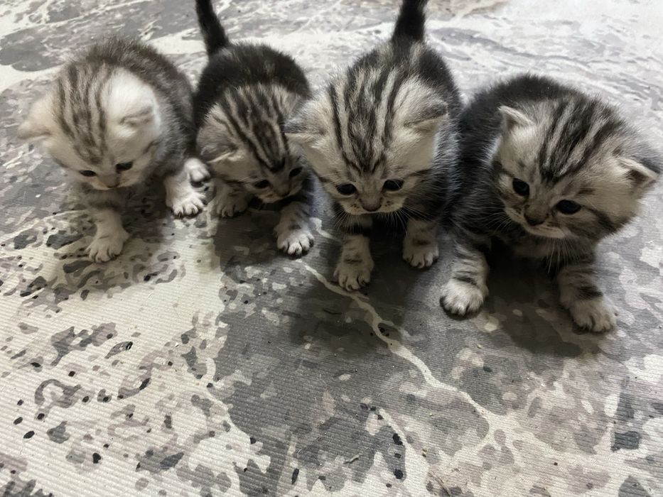 Продам котят скоттиш-страйд