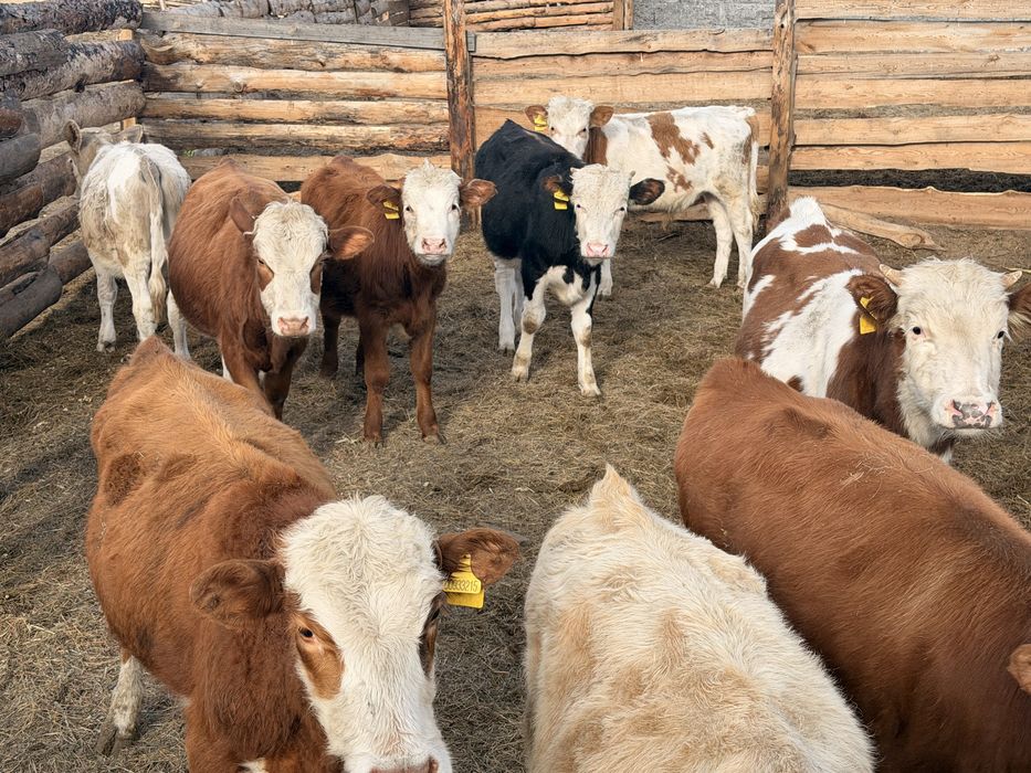 Продам бычков 13 голов.