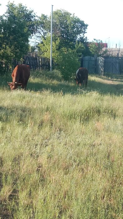 Продается дом пос. Вольный