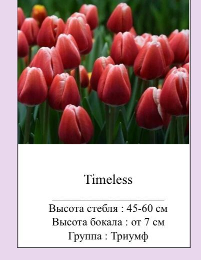 Самые красивые стройные Тюльпаны оптом к 8марта  .