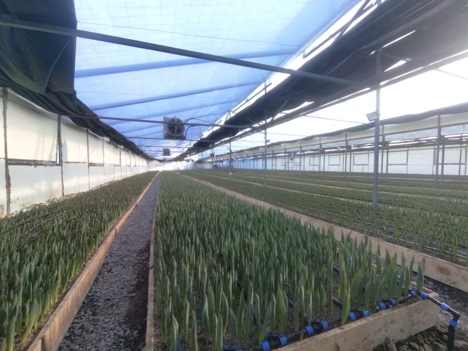 Тюльпаны и сирень оптом на 8 март с теплицы