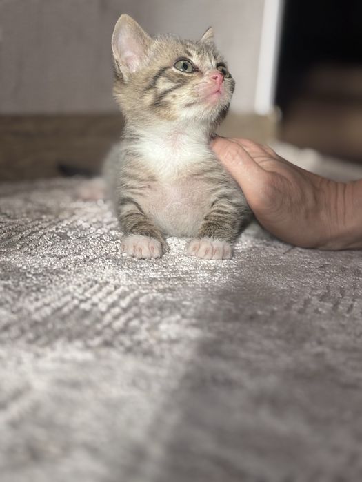 Отдам котят в хорошие руки  мальчик и девочка