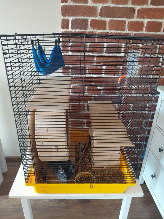 Шиншилла мальчик 6 мес + клетка