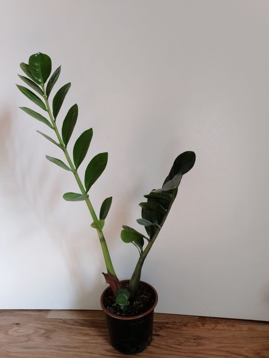 Замиокулькас долларовое дерево