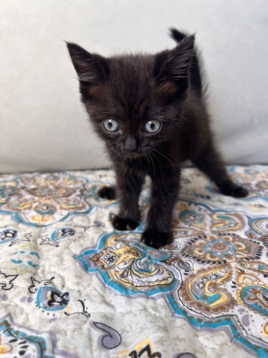 Котенок в добрые рук