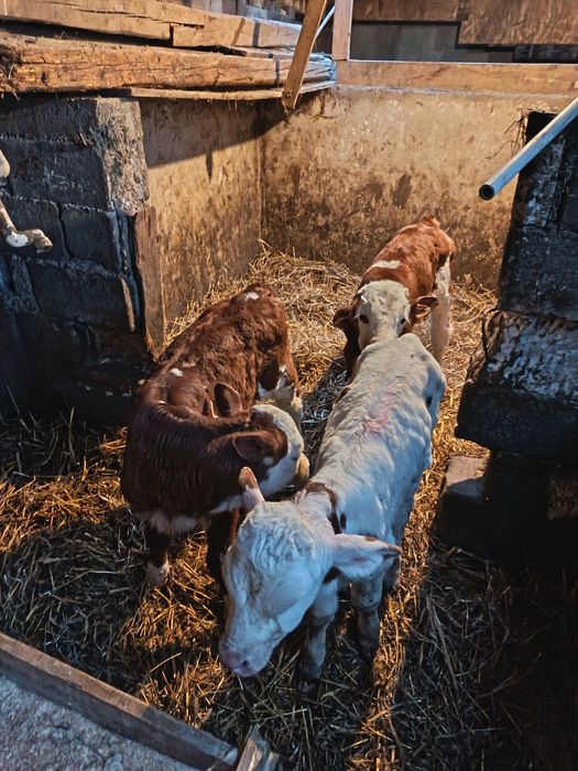 Vând vitei de lapte și semiintarcati