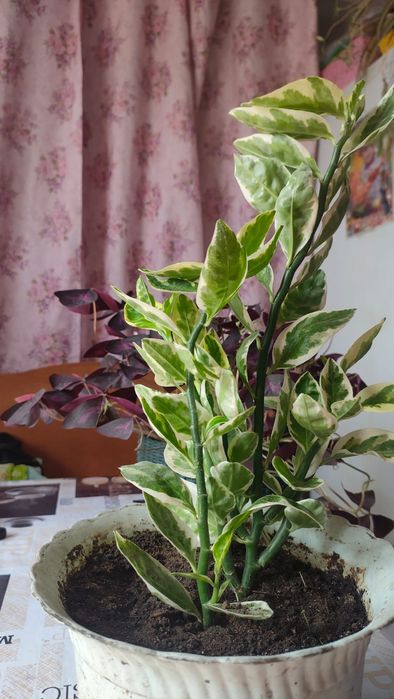 Цветок "Педилантус"