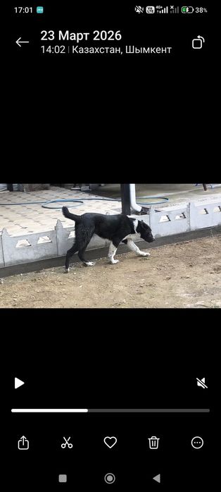 Алабай мощный еркек