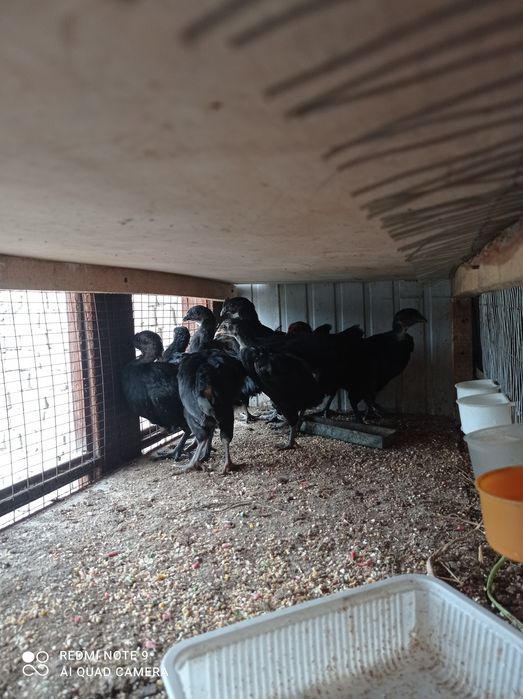 Aym cemani va qora shahzoda joʻjalari sotiladi