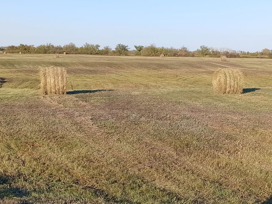 Сено луговое  разнотравия