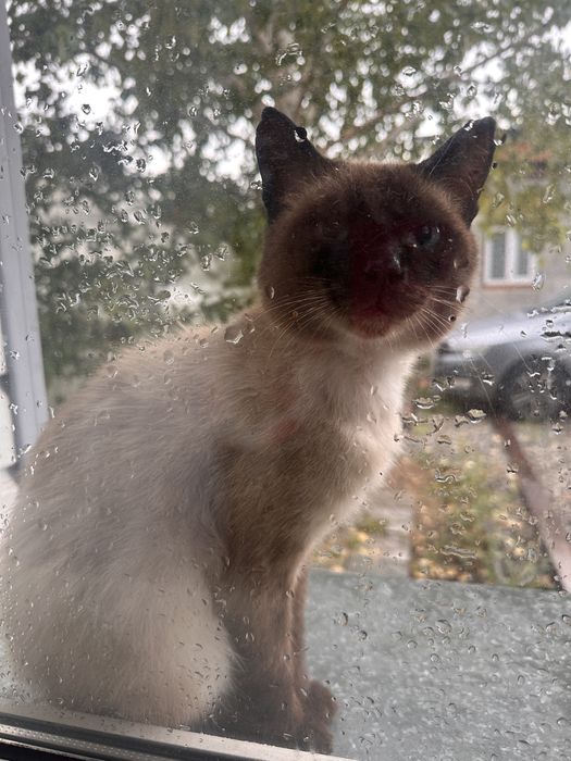 Сиамский кот в добрые руки