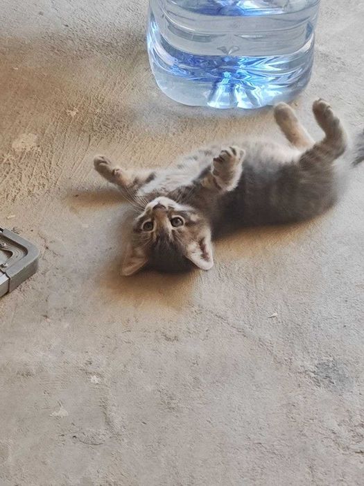 Кошка и три котят