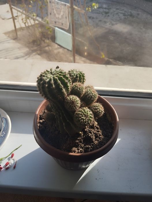 Комнатные кактусы