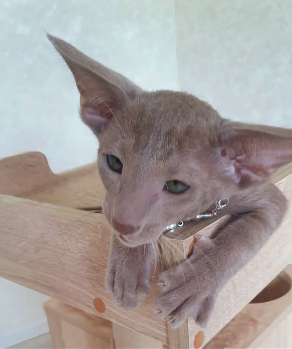 Короткошерстные Ориентальные котята