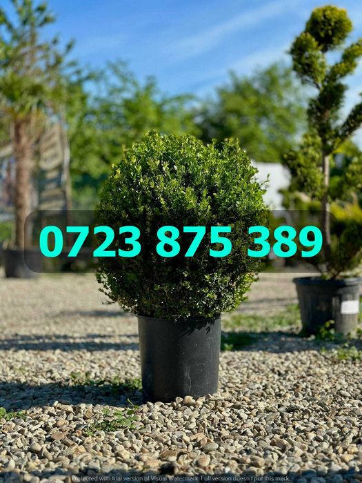 Selecție de Arbori Sănătoși – Coroană Bogată și Verde Intens