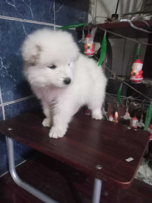 Уникальные щенки