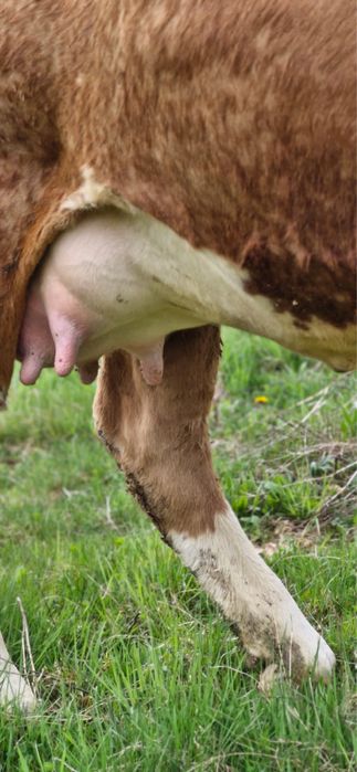 vand vaca la prima fatare