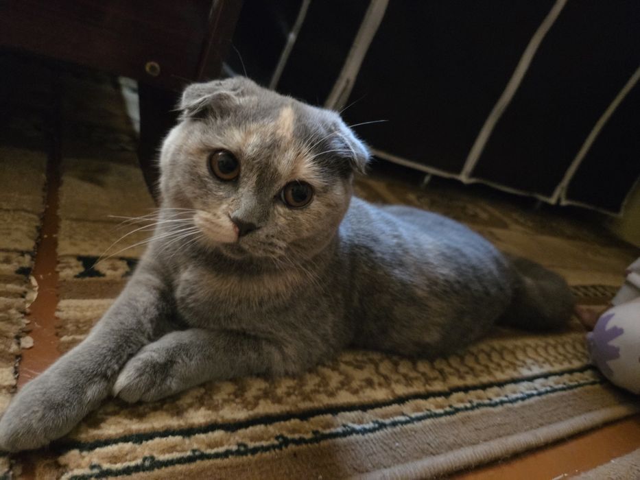 Scottish Fold zotdor qiz bola