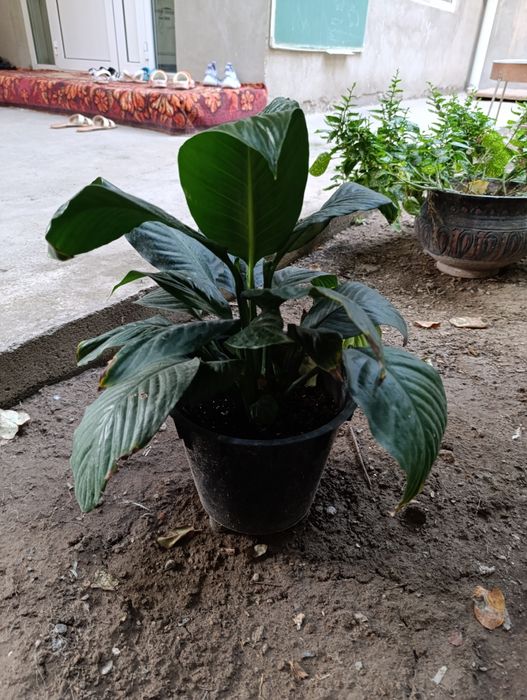 Спатифилум сенсация подростки в 2х и 3х литровых горшках