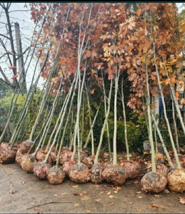 Copacii stejar roșu tei mesteacăn platan