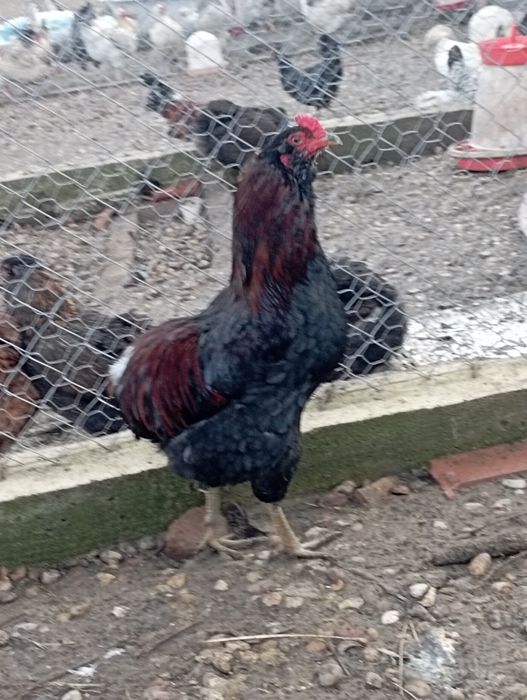 Cocoși araucana potârnichiu