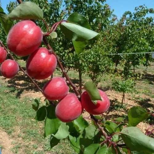 Урик кучатлари сотувда