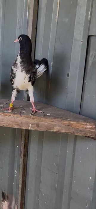 Голуби широкохвостые ,черноголовые